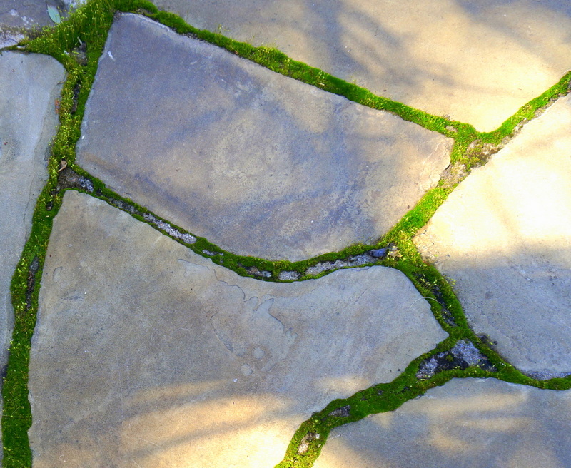 Moss growing on an outdoor patio