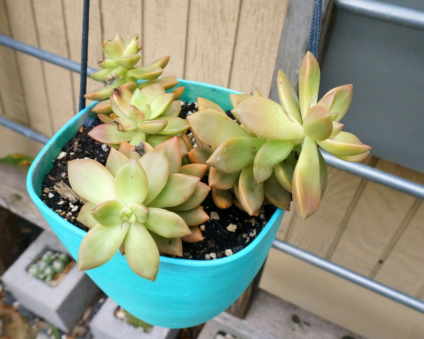 Overhead view of an aqua hanging planter