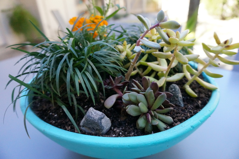 Pebbles in an outdoor succulent arrangement