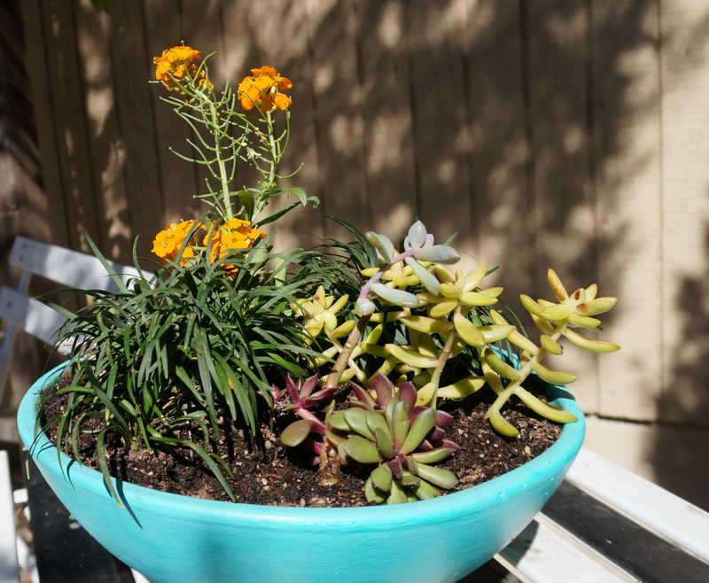 Planter with succulents, mondo grass and erysimum