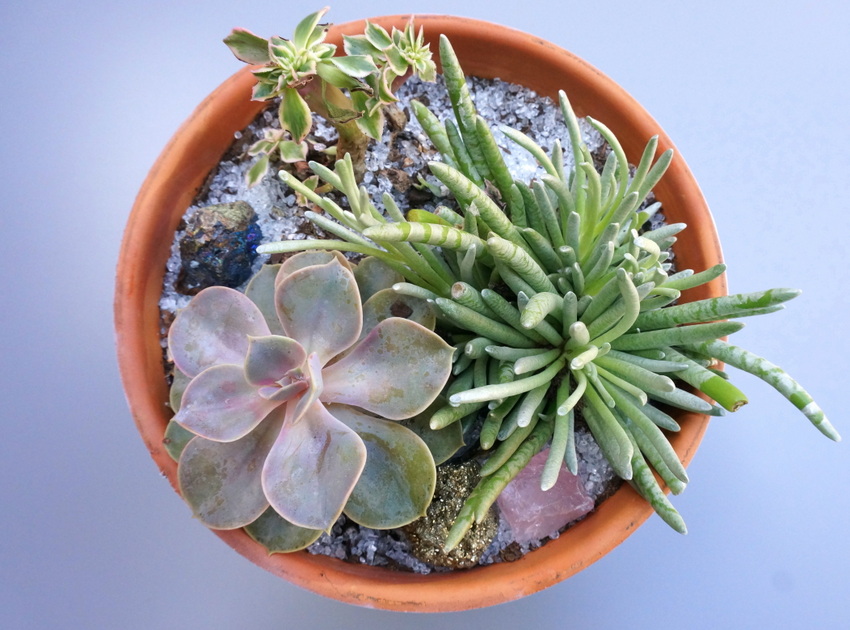 Succulent planter on an outdoor table