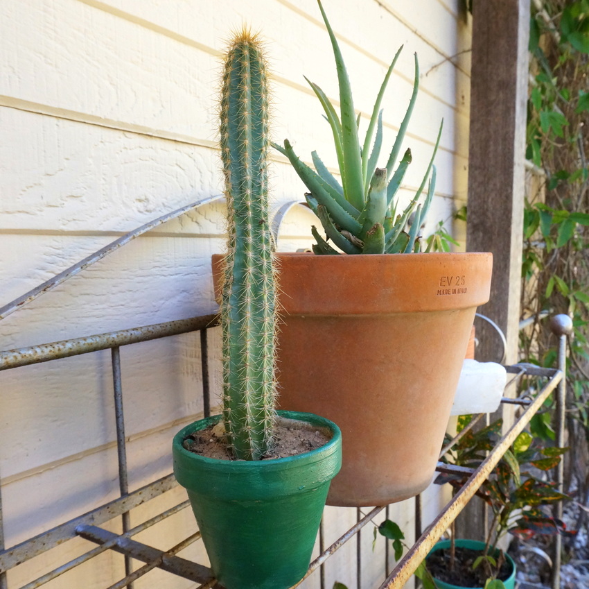 Succulents on an outdoor shelf