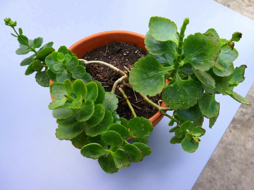 Thriving kalanchoe plant in a terracotta pot