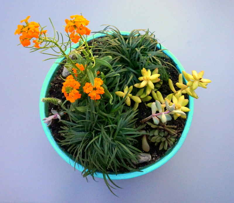 Turquoise planter with succulents and mondo grass