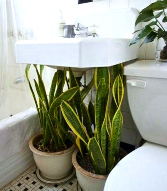 12 Creative Ways To Use Plants In The Bathroom