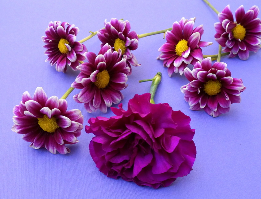 A carnation and daisies are ready to be arranged