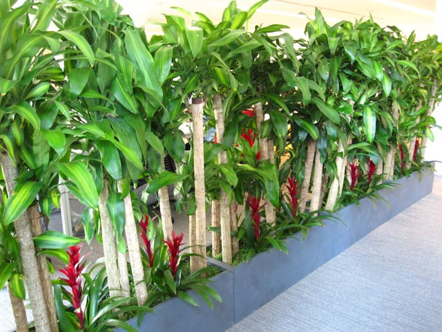 Alternative Green Wall Made of Potted Plants