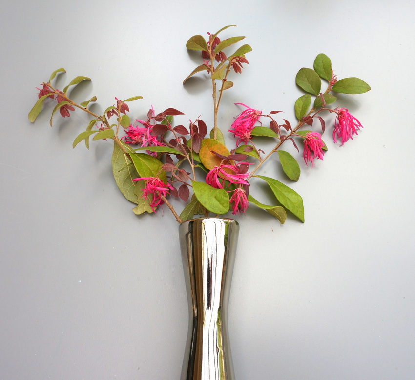 Arrangement of flowering Loropetalum