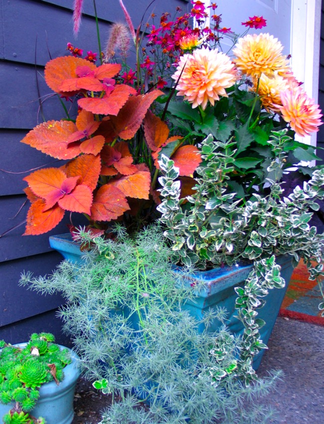 Dahlias in a planter