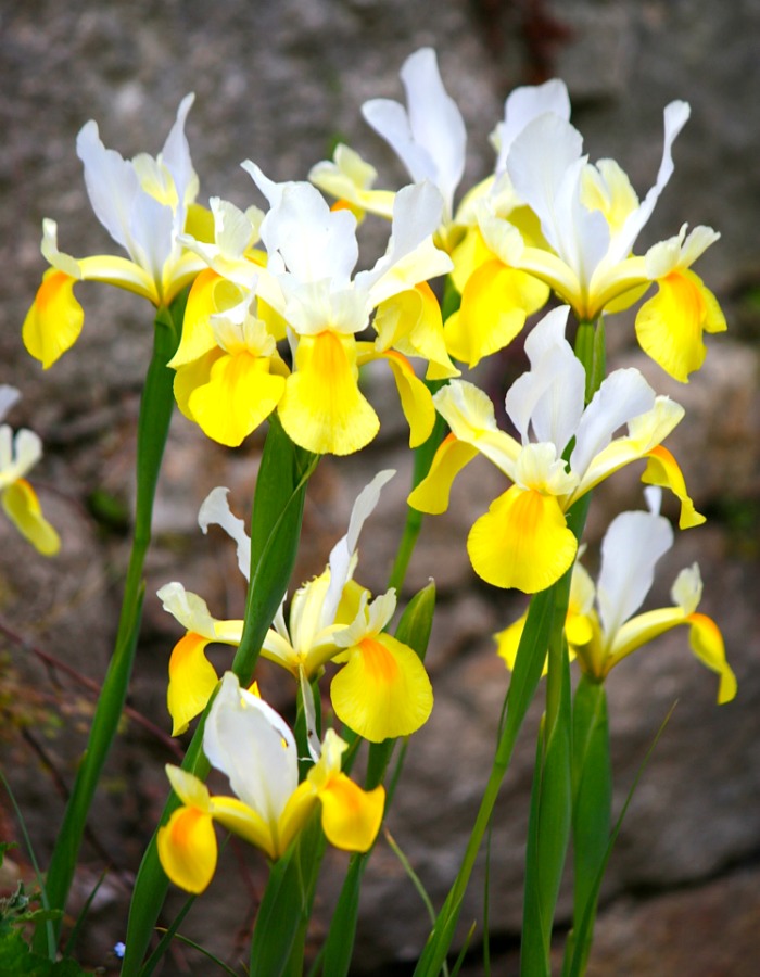 Dutch Iris