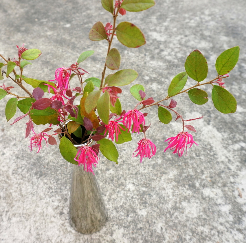 Flowering vase of Loropetalum