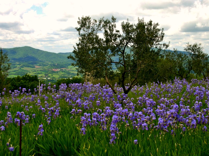 Irs Pallida Field