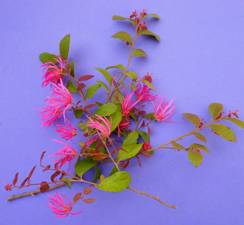 Loropetalum adds height to a floral arrangement