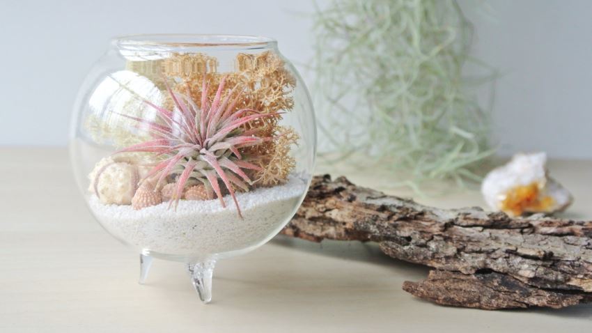 Pastel air plant terrarium from Etsy shop The Zen Succulent