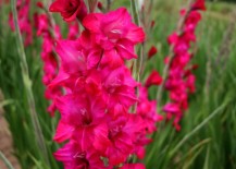 Pink-Gladiolus-217x155
