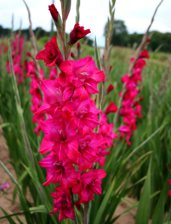 Pink Gladiolus