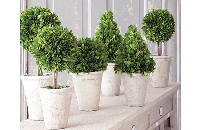 Preserved boxwood topiaries from Antique Farm House