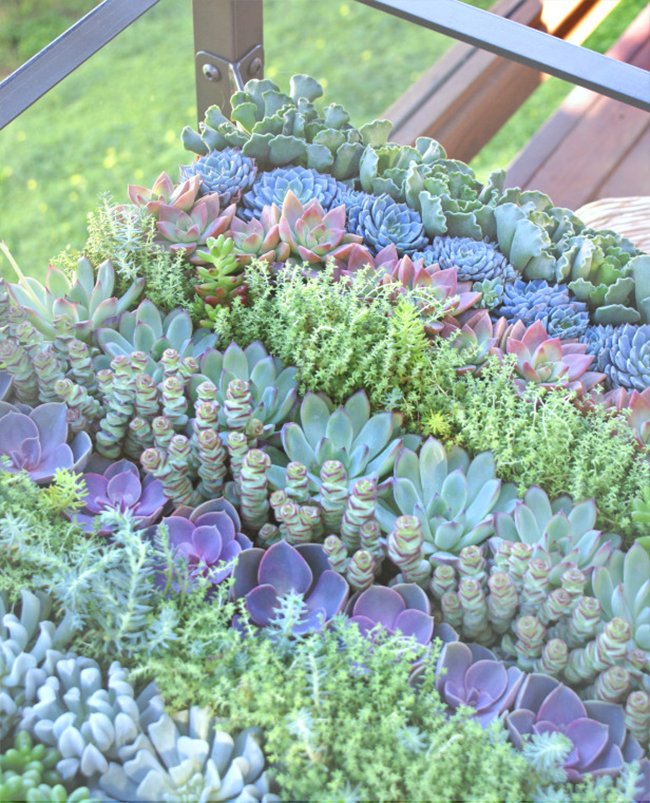 Succulent Table