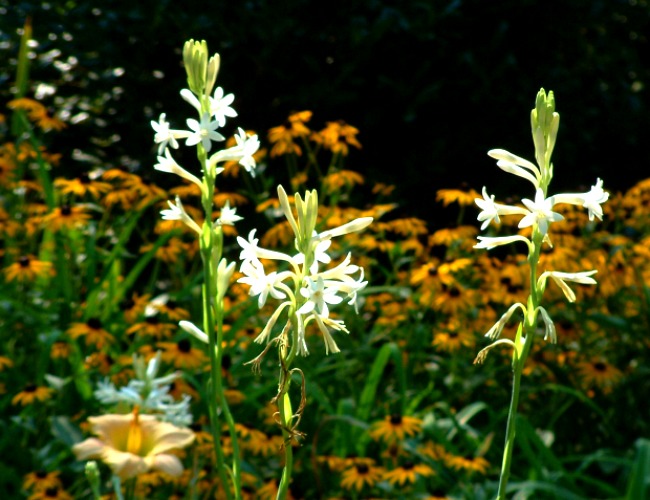 Tuberose in Garden