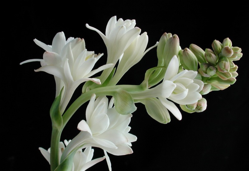 Tuberose