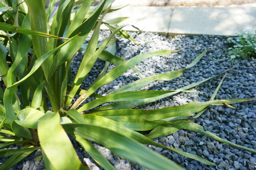 A variety of plants makes the rock garden interesting