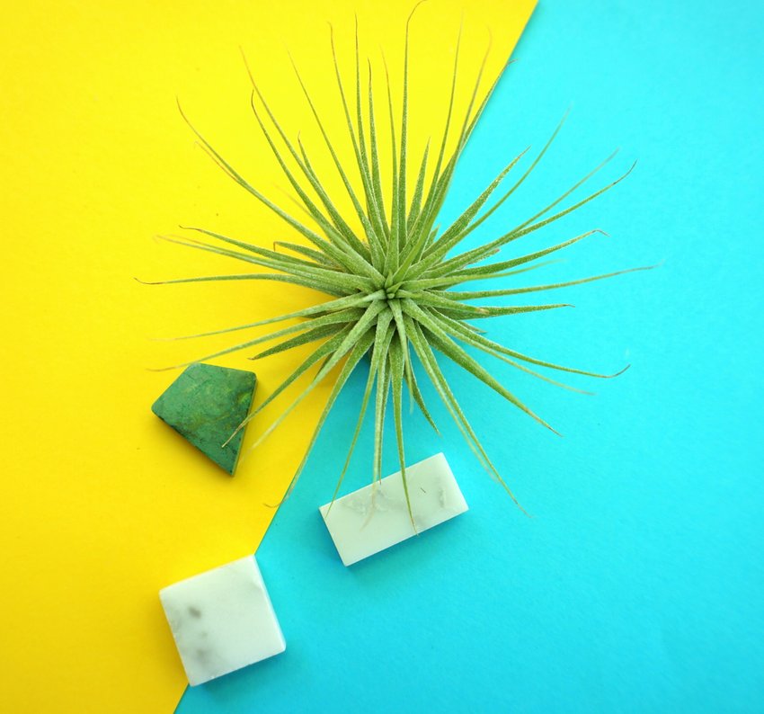 Air plant and marble tiles