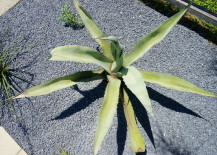 Blue-agave-is-one-of-the-largest-plants-in-the-rock-garden-217x155