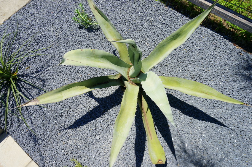 Blue agave surrounded by black star gravel