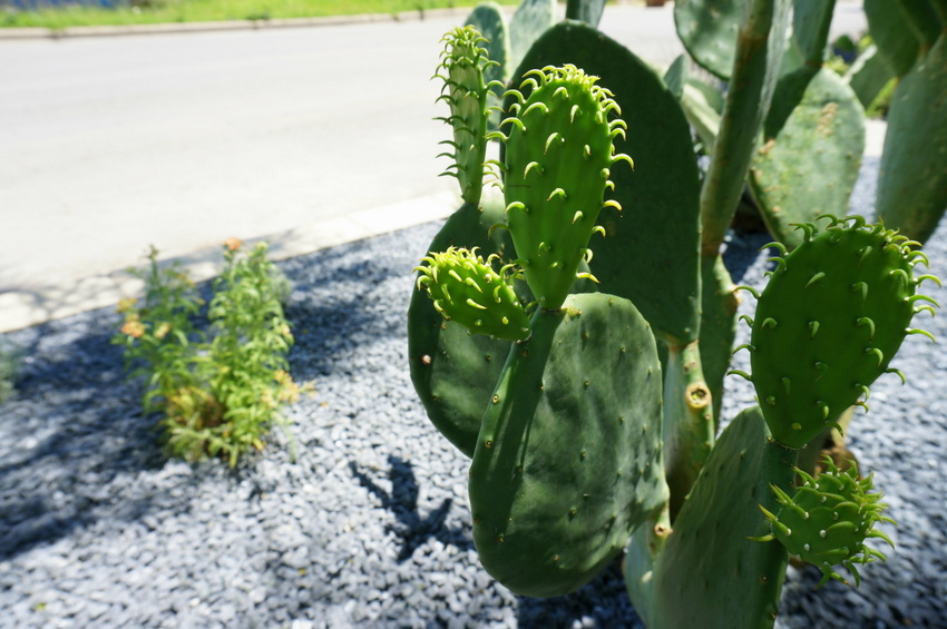 Cactus creates a sculptural statement