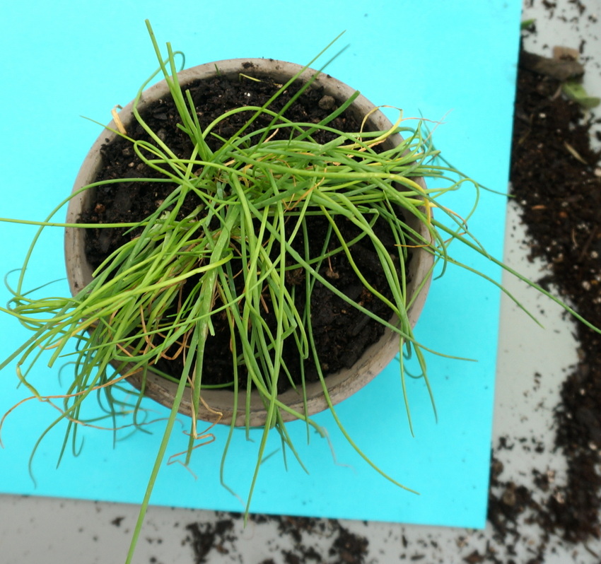 Chive plant in a pot