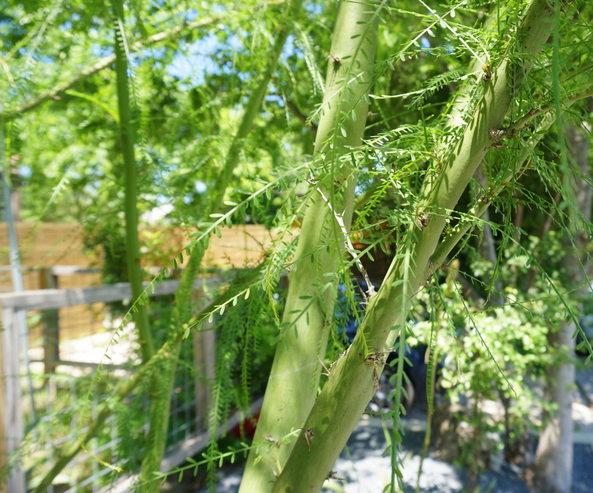 Close-up of a green wispy tree