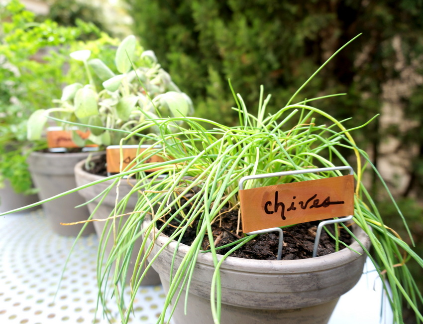 DIY herb garden