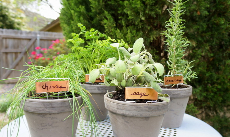 An Easy Tabletop DIY Herb Garden