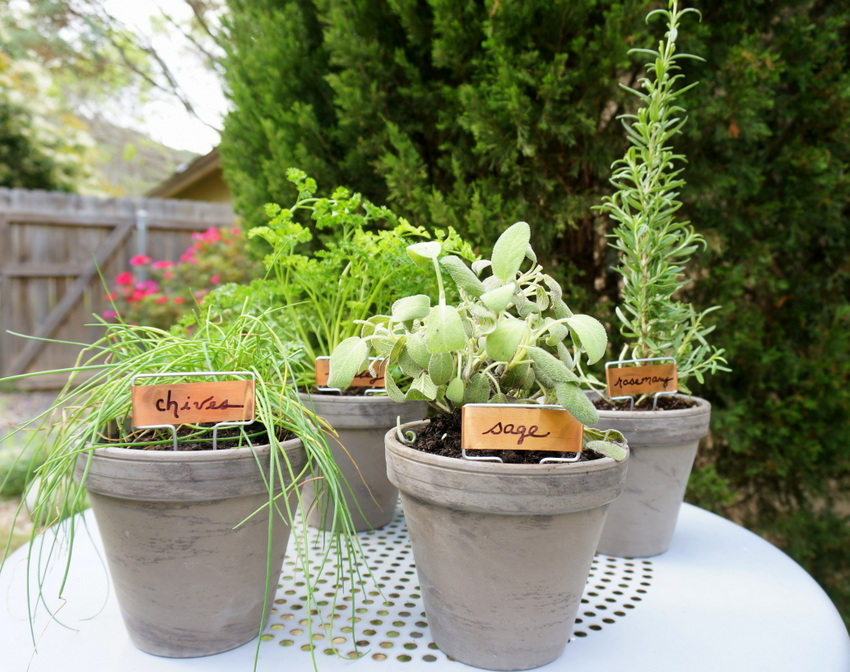 An Easy Tabletop DIY Herb Garden