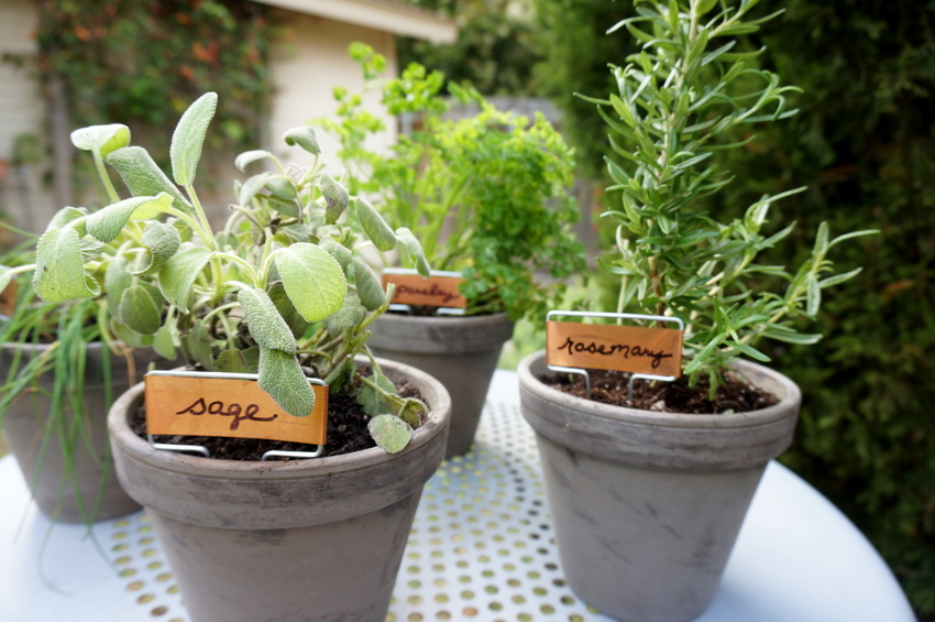 Easy tabletop herb garden