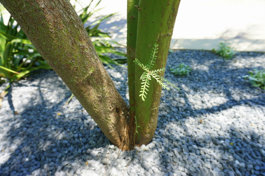 Gravel, plants and green mesquite