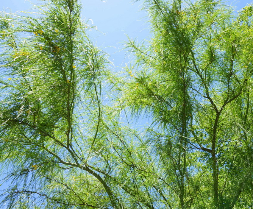 Branches of a green wispy tree