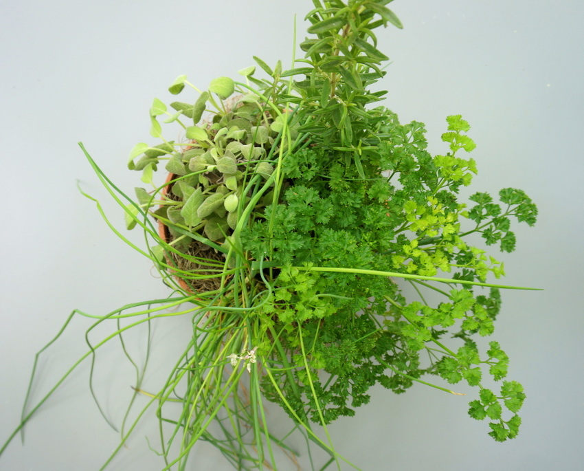 Herb garden in a pot