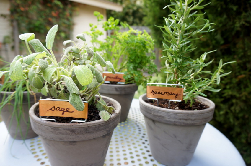 Herb garden in pots