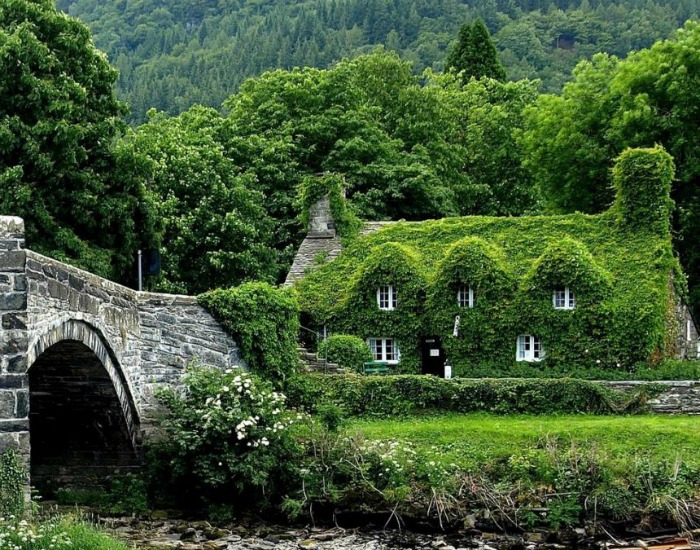 Ivy Covered Cottage