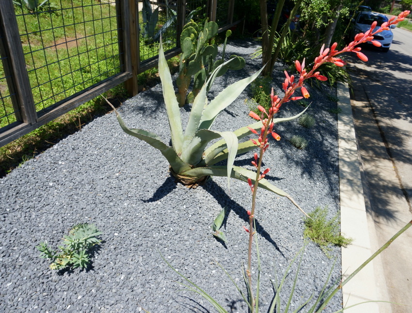 Modern landscaping above a retaining wall