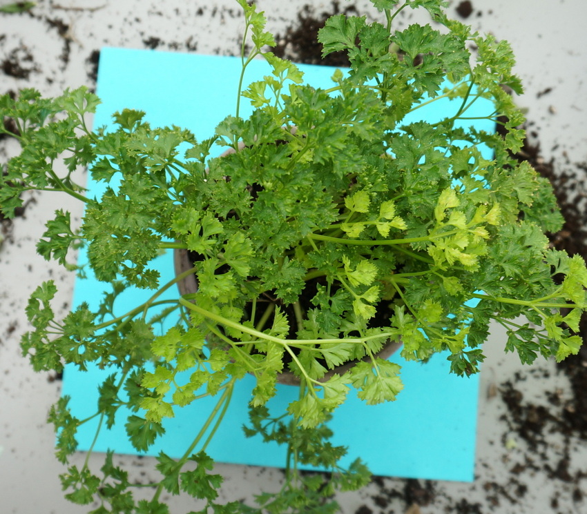 Parsley in a pot