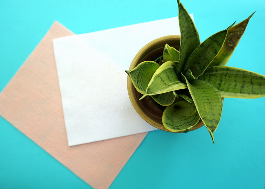 Plants are a perfect gift basket filler