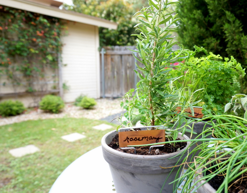 Potted rosemary plant