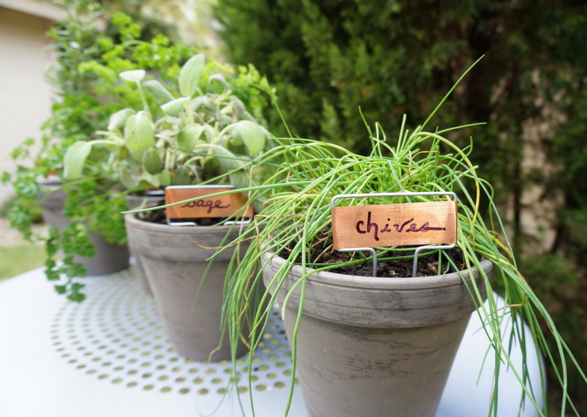 Row of potted herbs