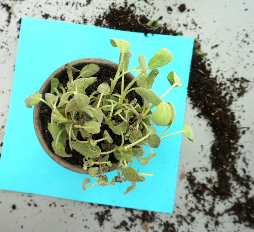 Sage plant in a pot