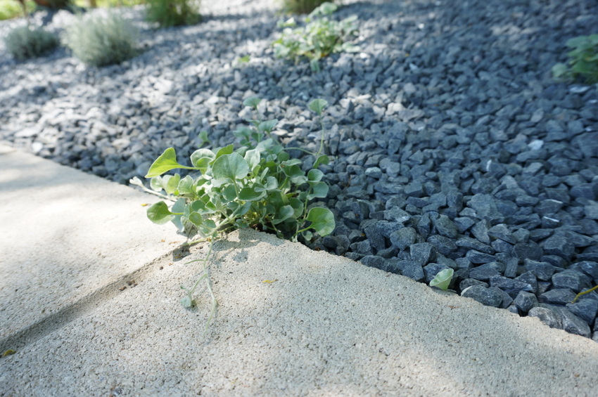 Silver falls dichondra adds a cascading touch