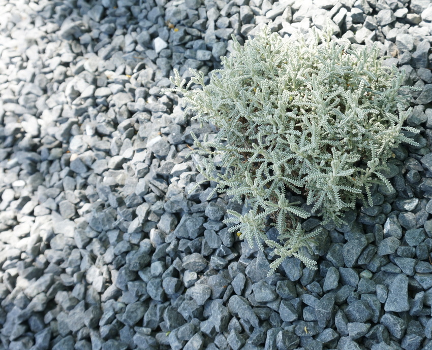 Silvery tones fill this rock garden