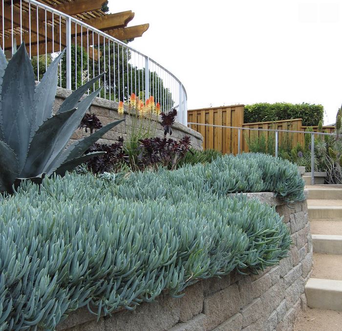 Succulents and blue agave in a garden by Shades of Green