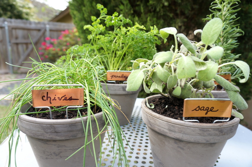 Tabletop herb garden